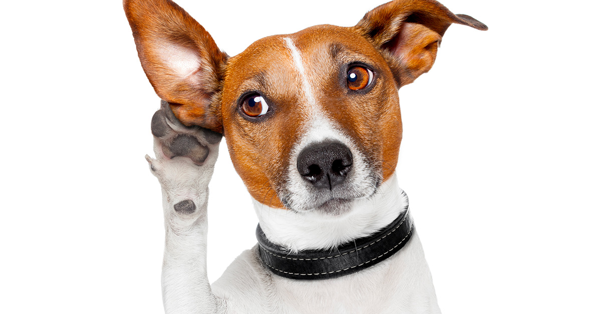 Top 10 Reasons To Get Your Hearing Checked